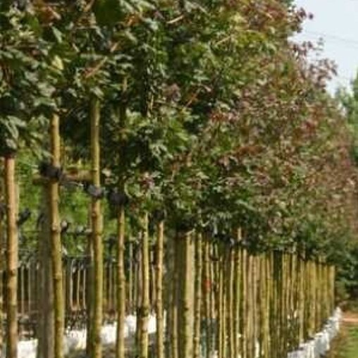 Acer campestre 'Red Shine'